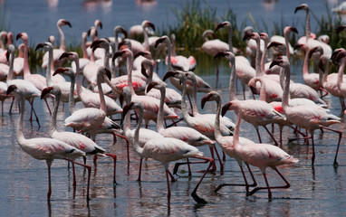 Big group flamingos on the lake. Kenya. Africa. Nakuru National Park. Lake Bogoria National Reserve. An excellent illustration.