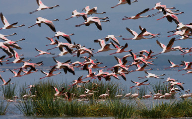 Big group flamingos on the lake. Kenya. Africa. Nakuru National Park. Lake Bogoria National Reserve. An excellent illustration.