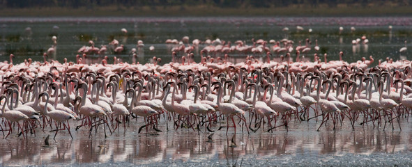 Big group flamingos on the lake. Kenya. Africa. Nakuru National Park. Lake Bogoria National Reserve. An excellent illustration.