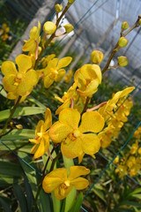 beautiful yellow mokara hybrid orchid flower