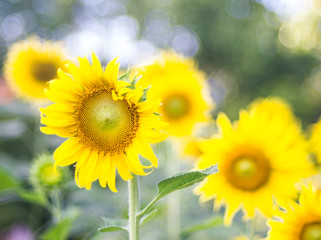 Sunflowers field and bright sun (sunflower, field, yellow)