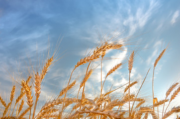 Ears of wheat against the blue sky