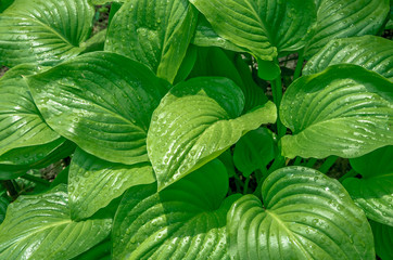 large green leaves