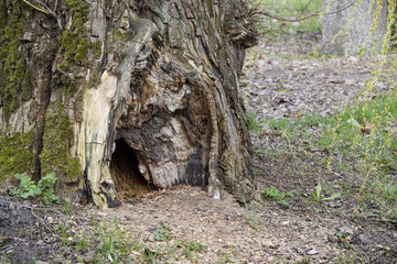 Baumhöhle Baumhaus Treehouse
