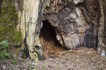 Baumhöhle Baumhaus Treehouse