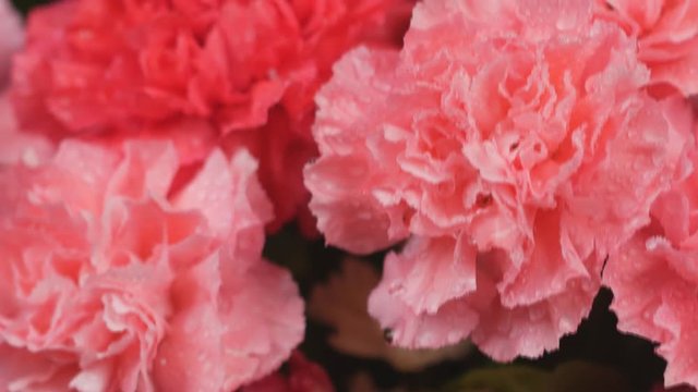Panning shot of close-up carnation flower