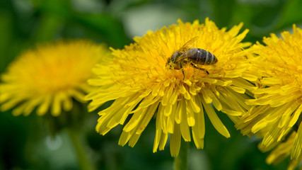 Bee gathering pollen from a yellow dandelion in a bright sunny day