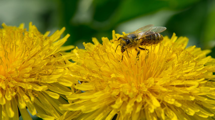 Bee gathering pollen from a yellow dandelion in a bright sunny day