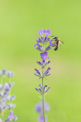 Bee on Lavender flower