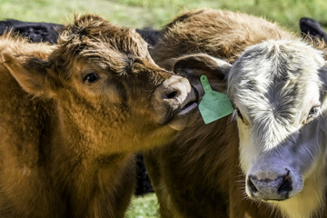 Red calf nuzzling another calf's ear