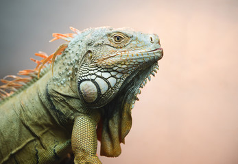 Close-up of Iguana