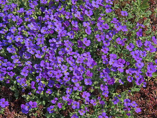 Blaukissen, Aubrieta, Aubrietien, Polsterstaude