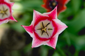 Six pointed fuchsia tullip flower