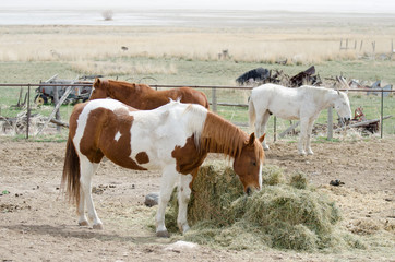 Horses on farm at Antelope Island. Utah, USA.
