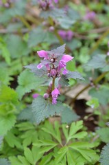 Gefleckte Taubnessel blüht lila im Wald - Lamium maculatum