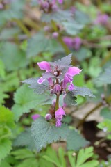 Gefleckte Taubnessel blüht lila im Wald - Lamium maculatum