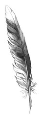 Watercolor black and white monochrome single feather isolated