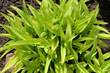 Obraz premium Daylily before bloom