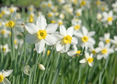 Narzissen, Narcissus, Osterglocken, Frühling