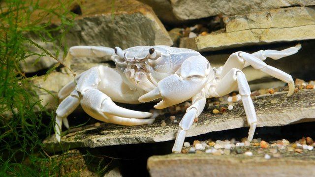 river crab Potamon sp. in natural environment
