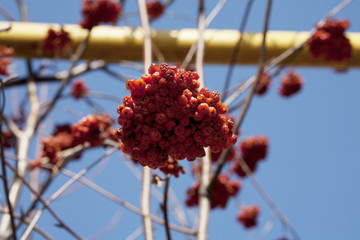 Ripe rowan berries on a branch