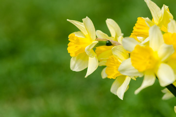 narcissus flower
