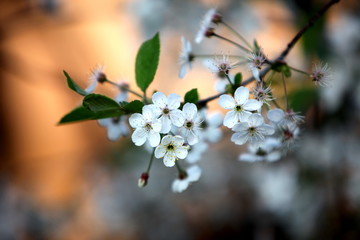 White flowers of the cherry blossoms on a spring day in the park