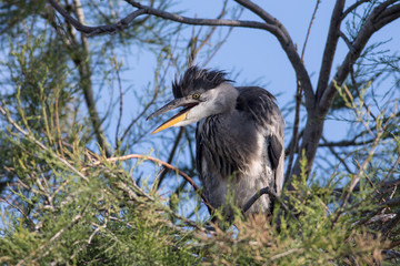 Grey heron chick in the nest (ardea cinerea), Camargue, France