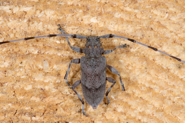 Zimmermannsbock (Acanthocinus aedilis) Bockkäfer auf einem Stamm einer Kiefer