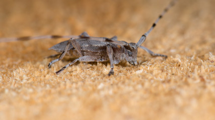 Zimmermannsbock (Acanthocinus aedilis) Bockkäfer auf einem Stamm einer Kiefer