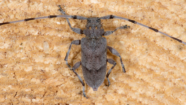 Zimmermannsbock (Acanthocinus aedilis) Bockk&auml;fer auf einem Stamm einer Kiefer