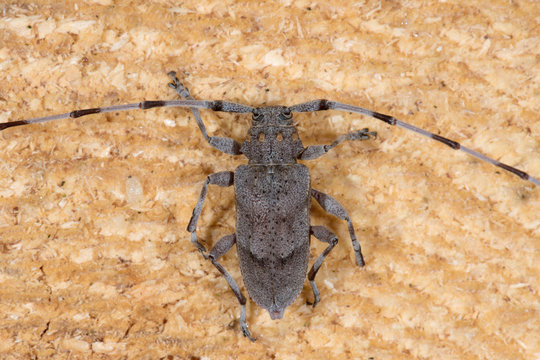 Zimmermannsbock (Acanthocinus aedilis) Bockk&auml;fer auf einem Stamm einer Kiefer