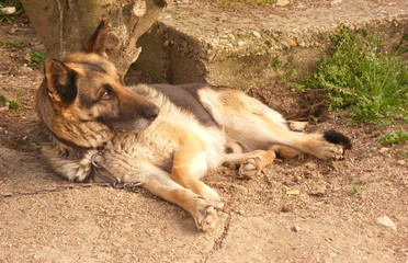 Dog is watching and guarding