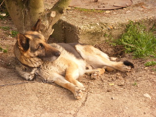 Dog is watching and guarding