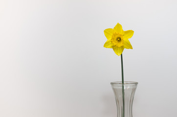 daffodil in vase