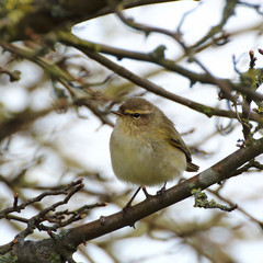 Zilpzalp im Gebüsch, Norddeutschland