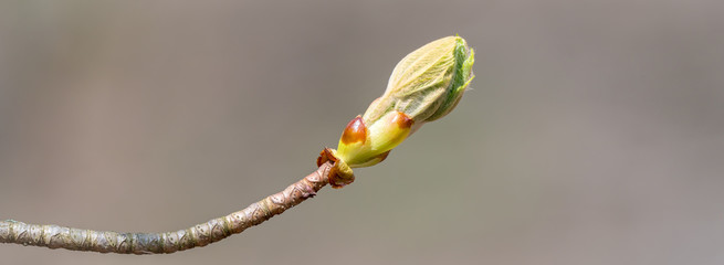 Blattknospe an einem Laubbaum im Frühling