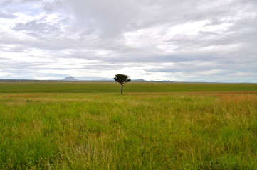 Arbre dans la savane, Afrique
