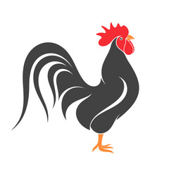 Black chicken. Isolated bird on white background