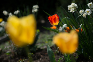 Garden of tullips