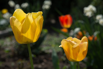 Garden of tullips
