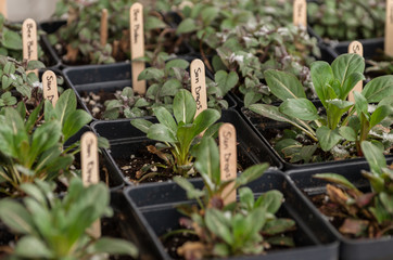 Sun Drop plants