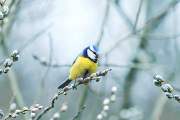 beautiful little blue tit bird singing a song on a fluffy willow in early spring in the Park