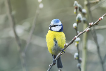 beautiful little blue tit bird singing a song on a fluffy willow in early spring in the Park