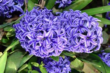 closeup hyacinth flower