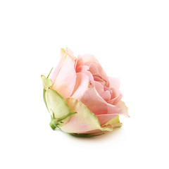 Fototapeta na wymiar Single white rose bud isolated