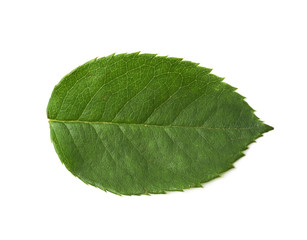 Obraz premium Single green rose leaf isolated