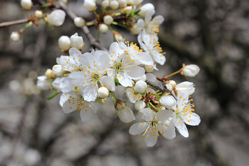 spring blossoming
