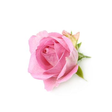 Single pink rose bud isolated
