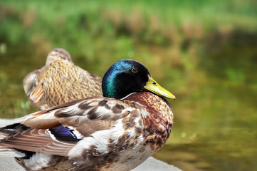 Anas platyrhynchos, Mallard, male ducks near the pond